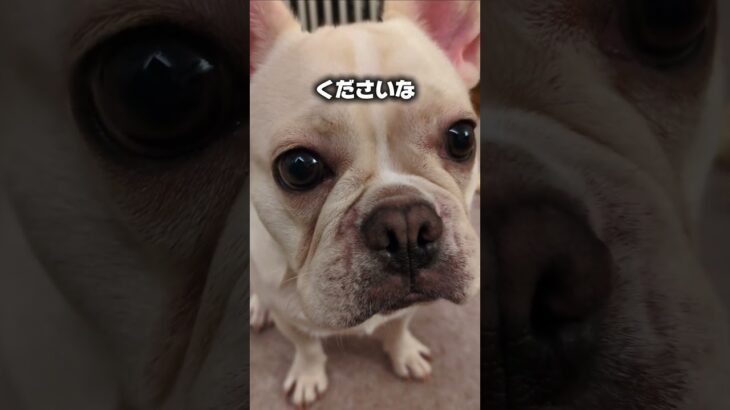 【おやつが欲しい】しつけの極意。ブブはお利口さんです。 #フレブル #フレンチブルドッグ #フレブル飼い方 #puppy #犬のいる生活