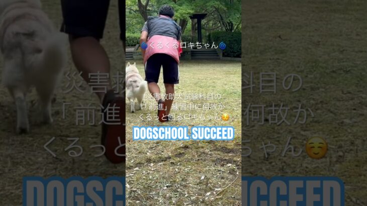 ドッグスクールサクシード⭐︎前進科目を練習中に何故かくるっと回るロキちゃん#ドッグスクールサクシード #ドッグスクール #シベリアンハスキー #湘南 #puppy #犬しつけ #突撃 #かわいい