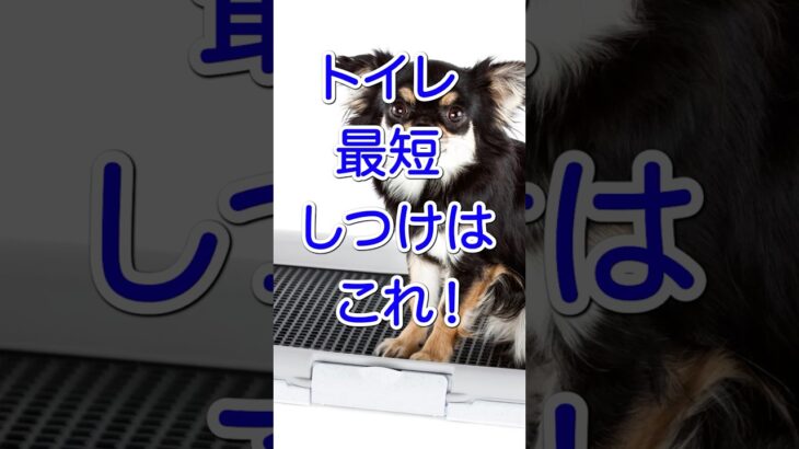 トイレ最短しつけはこれ！＃short＃犬雑学＃トイレ躾＃子犬