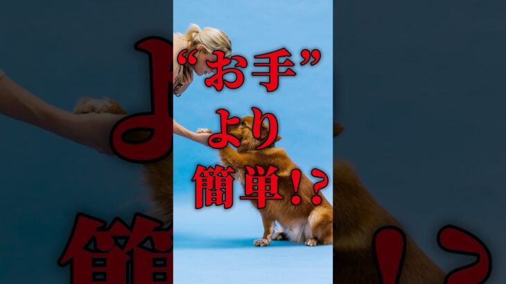 お手より簡単🐶＃short＃犬雑学＃しつけ