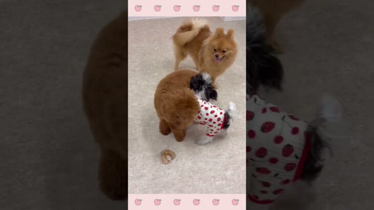 ＃犬のようちえん　＃犬のほいくえん　＃犬お泊りトレーニング　　#子犬しつけ  #しつけ教室 　#トイプードル 　＃犬のしつけ　#shorts 　#パピートレーニング