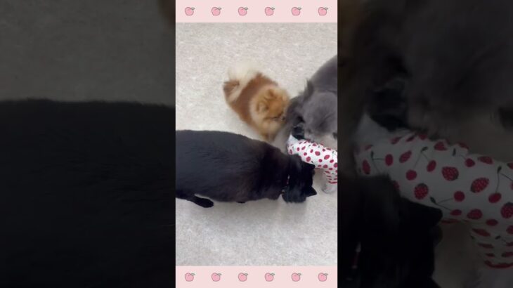 ＃犬のようちえん　＃犬のほいくえん　＃犬お泊りトレーニング　　#子犬しつけ  #しつけ教室 　#スキッパーキ　＃犬のしつけ　#shorts 　#パピートレーニング