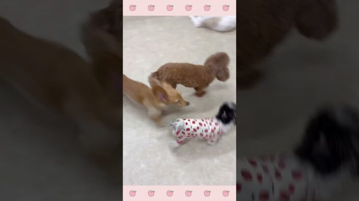 ＃犬のようちえん　＃犬のほいくえん　＃犬お泊りトレーニング　　#子犬しつけ  #しつけ教室 　#ダックス  　＃犬のしつけ　#shorts 　#パピートレーニング