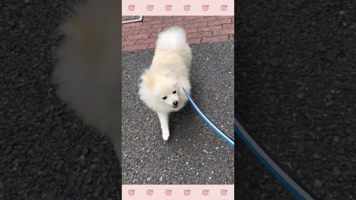 ＃犬のようちえん　＃犬のほいくえん　＃犬お泊りトレーニング　　#子犬しつけ  #しつけ教室 　#ポメラニアン  　＃犬のしつけ　#shorts 　#パピートレーニング