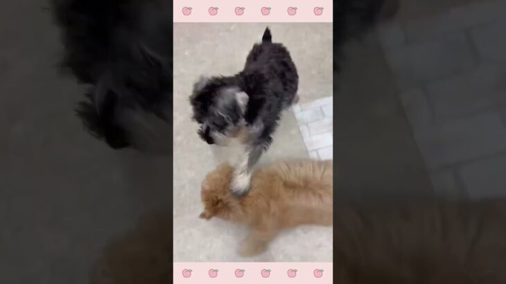 ＃犬のようちえん　＃犬のほいくえん　＃犬お泊りトレーニング　　#子犬しつけ  #しつけ教室 　#ドゥードゥル 　＃犬のしつけ　#shorts 　#パピートレーニング