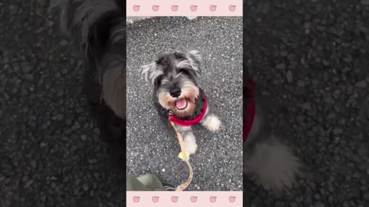 ＃犬のようちえん　＃犬のほいくえん　＃犬お泊りトレーニング　　#子犬しつけ  #しつけ教室 　#シュナウザー  　＃犬のしつけ　#shorts 　#パピートレーニング
