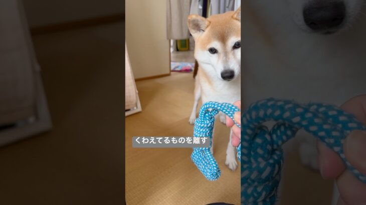 忘れないように時々やっている事（くわえたものを離す） #shorts #柴犬 #かわいい #犬のいる暮らし #しつけトレーニング
