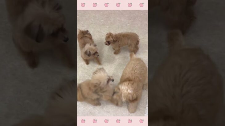 ＃犬のようちえん　＃犬のほいくえん　＃犬お泊りトレーニング　　#子犬しつけ  #しつけ教室 　#ドゥードゥル 　＃犬のしつけ　#shorts 　#パピートレーニング