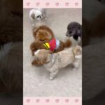 ＃犬のようちえん　＃犬のほいくえん　＃犬お泊りトレーニング　　#子犬しつけ  #しつけ教室 　#トイプードル 　＃犬のしつけ　#shorts 　#パピートレーニング