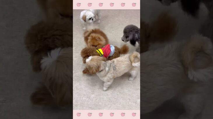 ＃犬のようちえん　＃犬のほいくえん　＃犬お泊りトレーニング　　#子犬しつけ  #しつけ教室 　#トイプードル 　＃犬のしつけ　#shorts 　#パピートレーニング