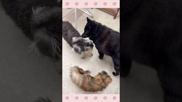 ＃犬のようちえん　＃犬のほいくえん　＃犬お泊りトレーニング　　#子犬しつけ  #しつけ教室 　#スキッパーキ  　＃犬のしつけ　#shorts 　#パピートレーニング
