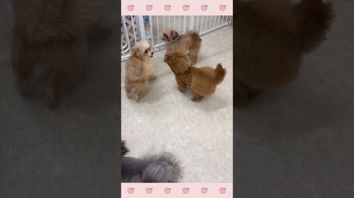 ＃犬のようちえん　＃犬のほいくえん　＃犬お泊りトレーニング　　#子犬しつけ  #しつけ教室 　#トイプードル 　＃犬のしつけ　#shorts 　#パピートレーニング