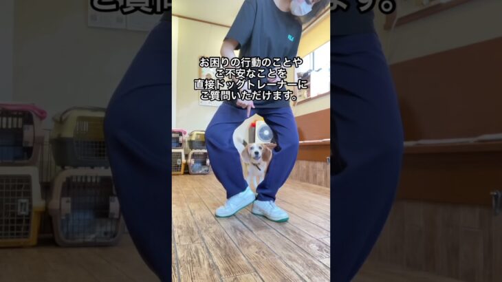 ワンちゃんのお悩みごとをドッグトレーナーに直接相談できる体験レッスンのご案内。#犬のしつけ #犬のしつけ教室 #犬のしつけ相談 #shorts