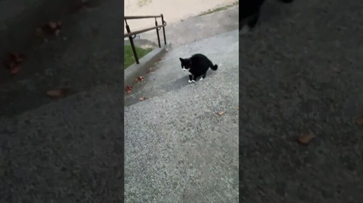 犬が怖いワンコ、猫に会うと・・・ #shorts #猫 #散歩 #シェットランドシープドッグ #シェルティー