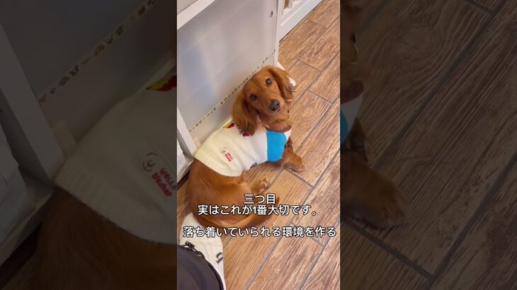 家の外から聞こえる音、人の声に吠える犬のトレーニング　ファーストステップ❗️#犬のしつけ #犬のしつけ教室 #犬の幼稚園 #犬のしつけ相談 #無駄吠え #shorts