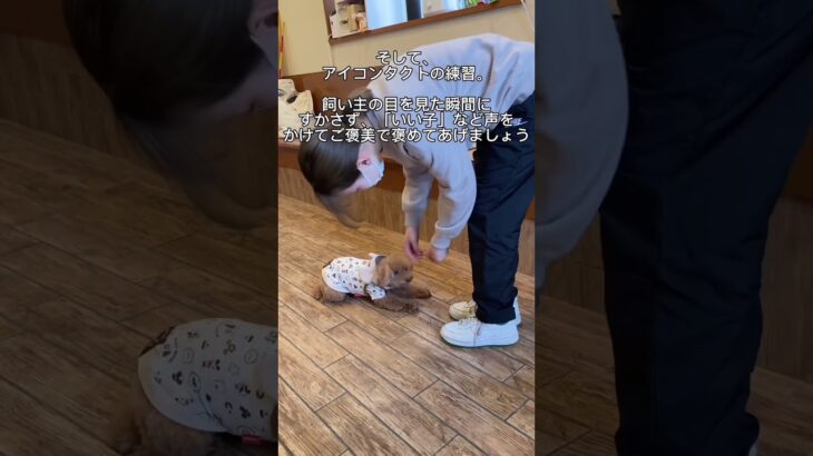 他の犬を見ると興奮してしまい、飼い主の声が届かなくなる犬のトレーニング。ファーストステップ❗️ #犬のしつけ #犬のしつけ教室 #犬のしつけ相談 #犬の幼稚園 #shorts