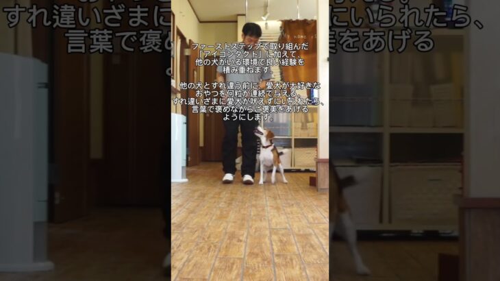 散歩中に他の犬に吠える犬のトレーニング　セカンドステップ❗️#犬のしつけ #犬のしつけ教室 #犬のしつけ相談 #散歩中に他の犬に吠える #shorts
