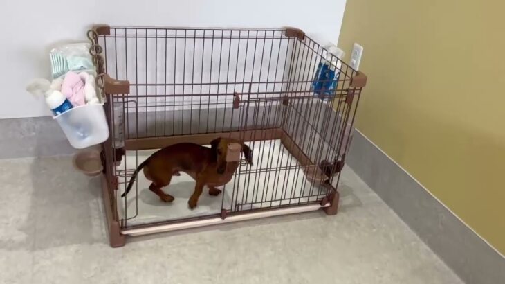 犬の幼稚園 ルイくんとトレーニング