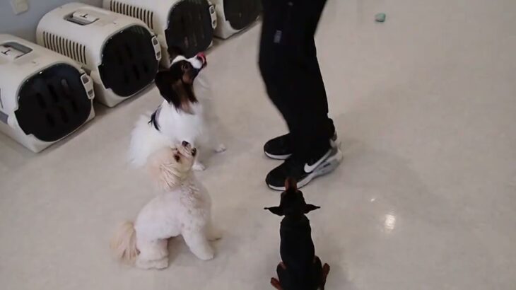 犬の幼稚園 ノエルくん＆空ちゃん＆古都ちゃんとトレーニング