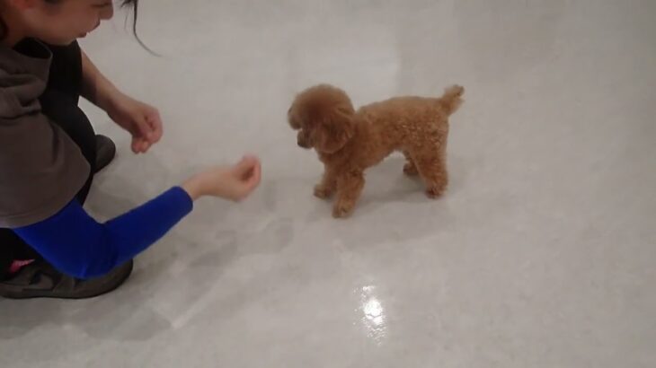犬の幼稚園 キャンディベルくんとトレーニング