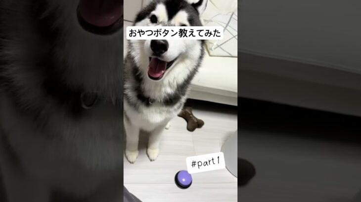 ちなみにこの後押しまくったからボタン下げたらしい笑笑あ、これは元彼です #ハスキー #いぬのいる生活 #しつけ