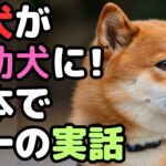 柴犬が介助犬になった衝撃の実話　小さな体が支えた大きな愛