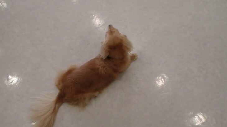 犬の幼稚園 凜ちゃんとトレーニング