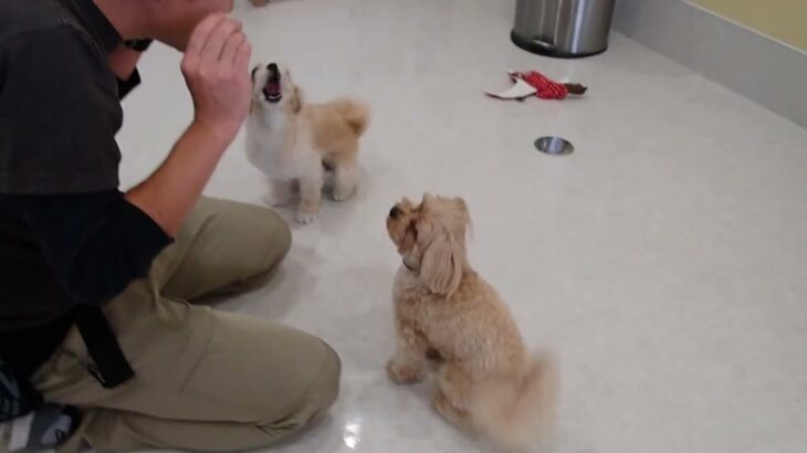 犬の幼稚園 モモちゃん＆ルークくんとトレーニング