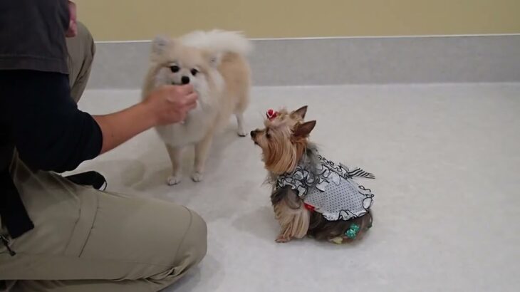 犬の幼稚園 ココアちゃん＆あずちゃんとトレーニング