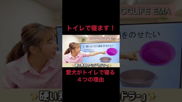 【犬トイレで寝る】そうだったのか！トイレで寝る４つの理由！犬のしつけエマ犬アカデミー【犬のしつけ＠横浜】 #子犬しつけ #トイレで寝る #横浜しつけ教室