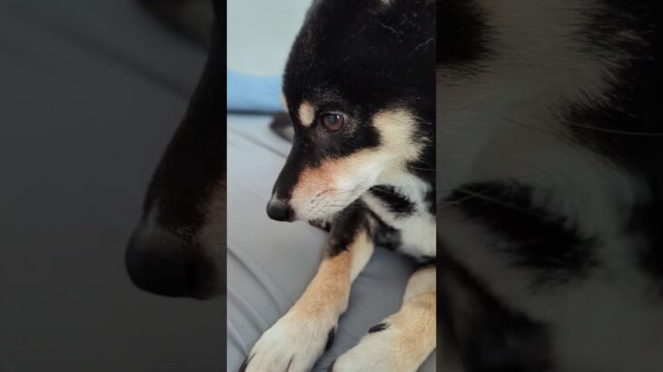 ベッド占領#豆柴の日常 #豆柴しつけ #豆柴ライフ #可愛い犬動画 #愛犬 ＃王子様