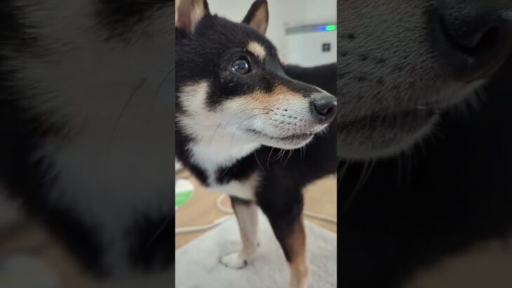 横顔可愛い#豆柴の日常 #豆柴しつけ #柴犬 #可愛い犬動画 #かわいい