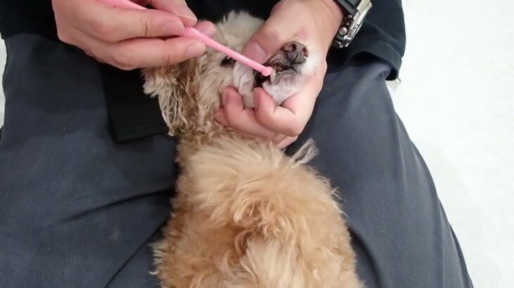 犬の幼稚園 ぴっぴちゃんとトレーニング