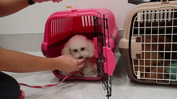 犬の幼稚園 ななちゃんとトレーニング