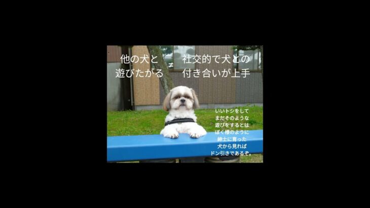 『犬と遊びたがる犬』は『しつけがなっていない犬』かも！ショート