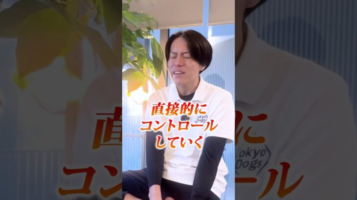 【犬しつけ】窓から吠えるときは？