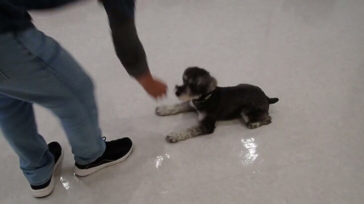 犬の幼稚園 ペペくんとトレーニング