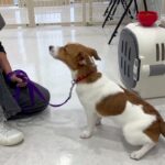 犬の幼稚園 ラッキーくんとトレーニング