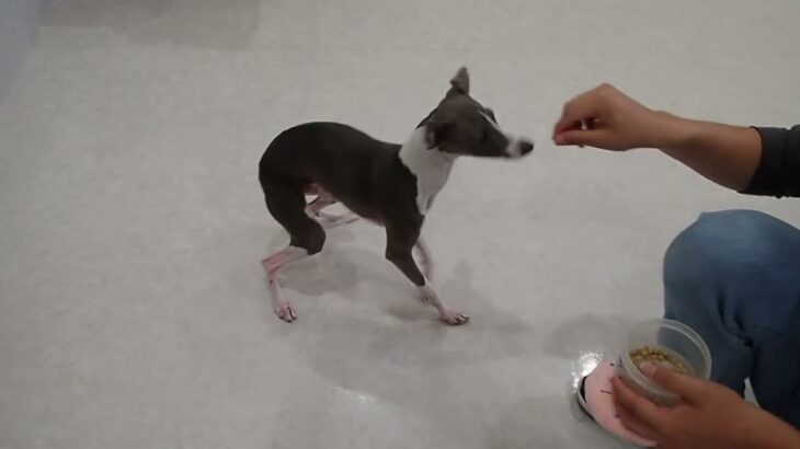 犬の幼稚園 レオンくんとトレーニング