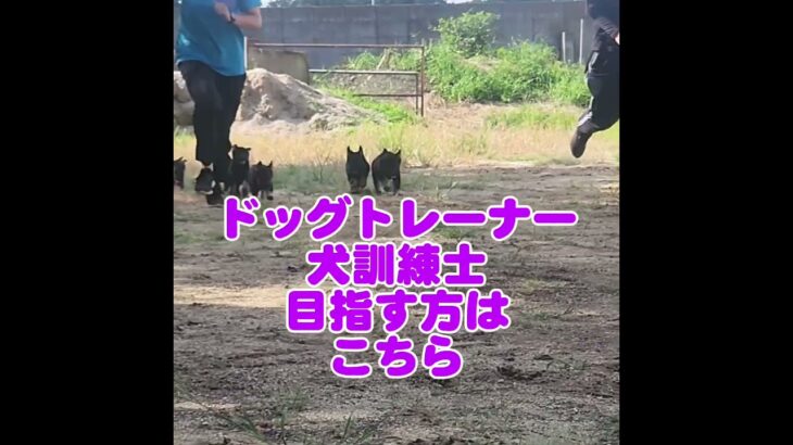 正方形 #オールドッグセンター #大型犬のいる生活 #日本訓練士養成学校
