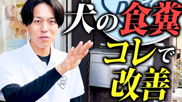 【完全版】犬の食糞予防としつけ法を警察犬ドッグトレーナーが解説【全飼い主必見】