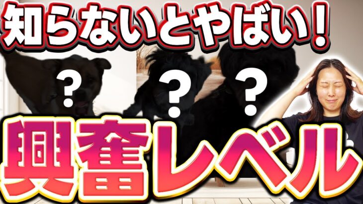 吠え・甘噛みなどの興奮は【レベル】に合わせたしつけが必要です！