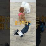 仲良しわんプロ✨️#こいぬ#しつけ方#かわいい犬
