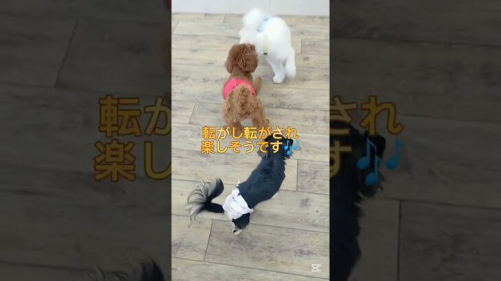 仲良しわんプロ✨️#こいぬ#しつけ方#かわいい犬