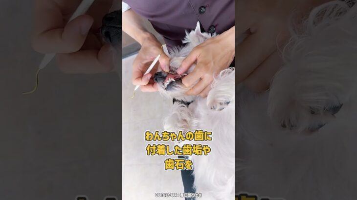 ワンちゃんの歯石除去お手入れ「スケーリング」のトレーニング風景