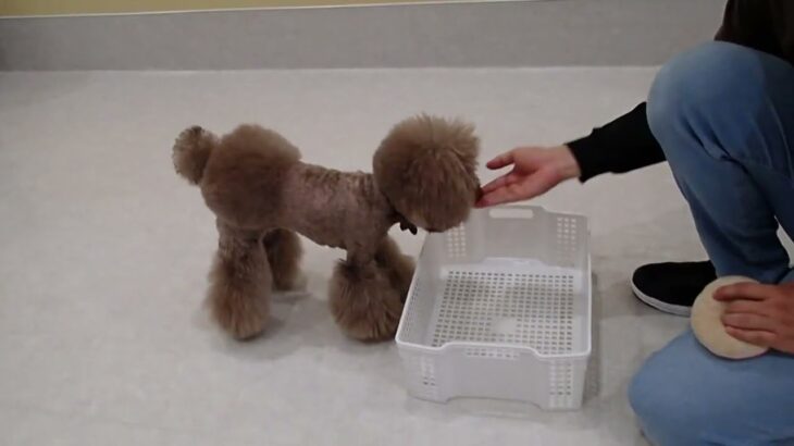 犬の幼稚園 アンジュちゃんとトレーニング