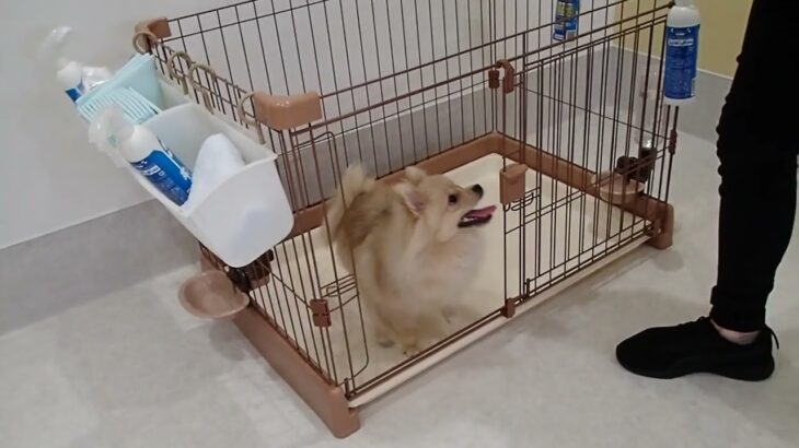 犬の幼稚園 ぷぅくとトレーニング