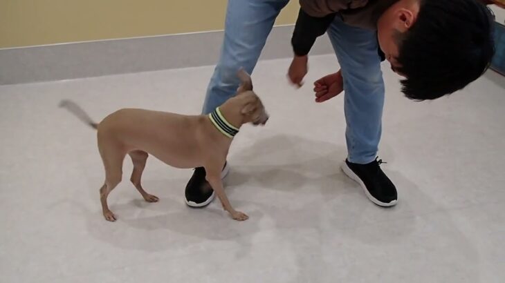 犬の幼稚園 ミューちゃんとトレーニング
