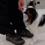 犬の幼稚園 ノエルくんとトレーニング