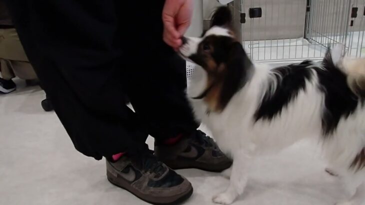 犬の幼稚園 ノエルくんとトレーニング